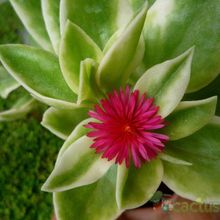 A photo of Mesembryanthemum cordifolium fma. variegada
