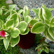 A photo of Mesembryanthemum cordifolium fma. variegada
