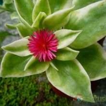 A photo of Mesembryanthemum cordifolium fma. variegada