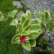A photo of Mesembryanthemum cordifolium fma. variegada