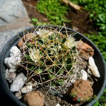 A photo of Mammillaria decipiens ssp. camptotricha