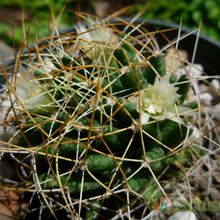 A photo of Mammillaria decipiens ssp. camptotricha