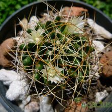 A photo of Mammillaria decipiens ssp. camptotricha