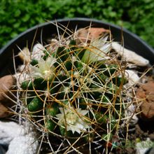 A photo of Mammillaria decipiens ssp. camptotricha