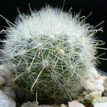 Una foto de Mammillaria senilis