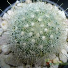 Una foto de Mammillaria senilis