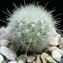 Una foto de Mammillaria senilis