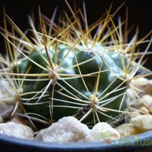 A photo of Weingartia neocumingii