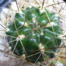 A photo of Weingartia neocumingii
