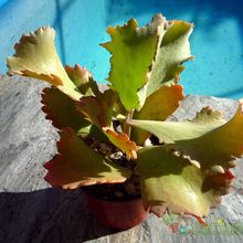A photo of Kalanchoe cv. Krinkle Red