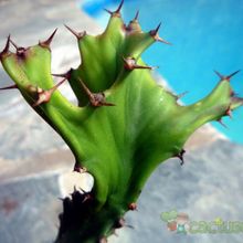 A photo of Euphorbia tortilis