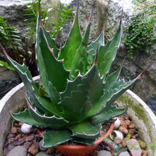 A photo of Agave montana  