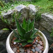 A photo of Agave montana  
