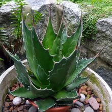 A photo of Agave montana  