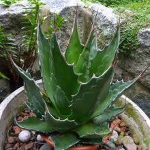 A photo of Agave montana  