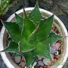 A photo of Agave montana  