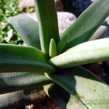 A photo of Crassula perfoliata
