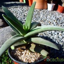 A photo of Crassula perfoliata