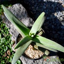A photo of Crassula perfoliata