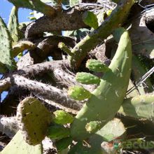 Una foto de Opuntia maxima  