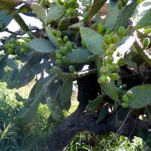 Una foto de Opuntia maxima  