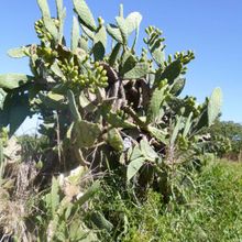 Una foto de Opuntia maxima  