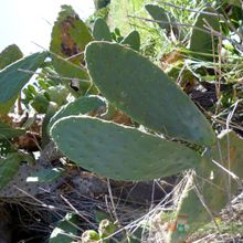 Una foto de Opuntia maxima  