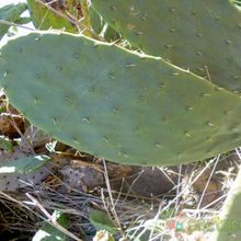 Una foto de Opuntia maxima  