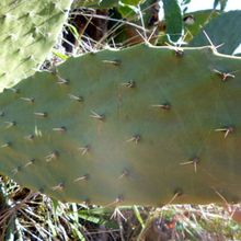 Una foto de Opuntia maxima  