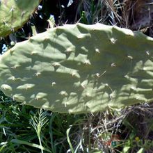 Una foto de Opuntia maxima  