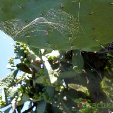 Una foto de Opuntia maxima  