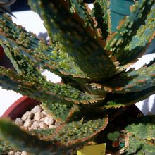 Una foto de Aloe cv. Franco Lime Fizz