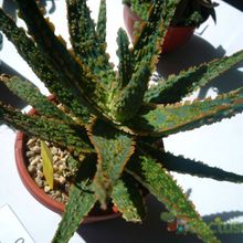 Una foto de Aloe cv. Franco Lime Fizz