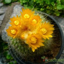 Una foto de Parodia chrysacanthion