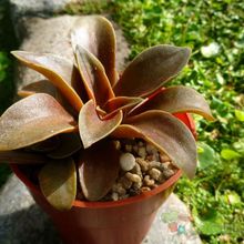 A photo of Echeveria racemosa
