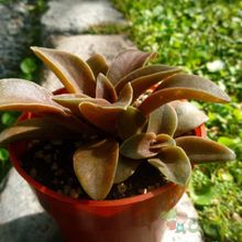 A photo of Echeveria racemosa