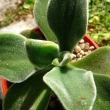 Una foto de Echeveria coccinea