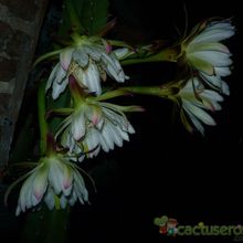 A photo of Cereus uruguayanus