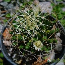 A photo of Mammillaria decipiens ssp. camptotricha