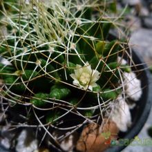 A photo of Mammillaria decipiens ssp. camptotricha