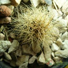 Una foto de Matucana weberbaueri