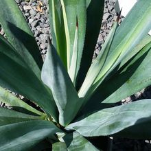 A photo of Agave tequilana  
