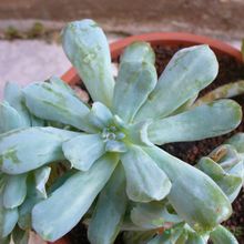 A photo of Echeveria runyonii cv. Topsy turvy 