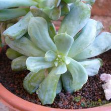 A photo of Echeveria runyonii cv. Topsy turvy 