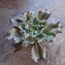 A photo of Echeveria cv. Blue Curls