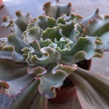 A photo of Echeveria cv. Blue Curls