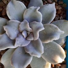 A photo of Echeveria Crispate Beauty