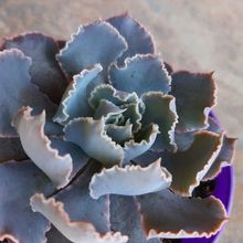 Una foto de Echeveria shaviana