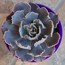 Una foto de Echeveria shaviana