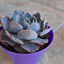 Una foto de Echeveria shaviana